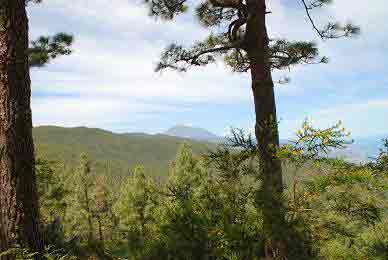 view-mount-teide-tenerife-from-pine-tree-forests view-mount-teide-tenerife-from-pine-tree-forests