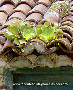 Aeonoium possible Greenovia diplocycla roof flora