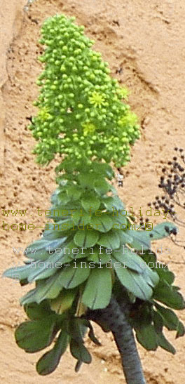 Aeonium flower grows on ancient Tenerife roof