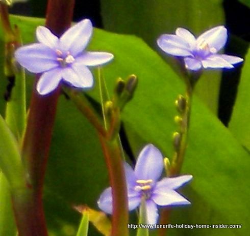 Delicate African Cape flower Aristide Africana