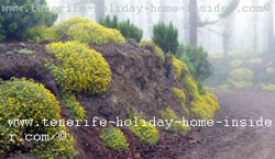 Agua Mansa Tenerife mist in spring forest Agua Mansa Tenerife mist in spring forest