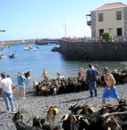 Why animal bathing of goats is explained by an entire festival
