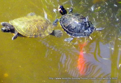 Two aquatic turtles yellow and black living semi wild outside at a Tenerife farm