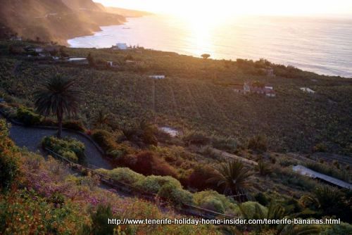 Banana bay in Tenerife by San Pedro and Rambla del mar.