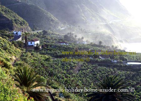 Banana Plantation at San Pedro Realejos Rambla del Mar on the coast