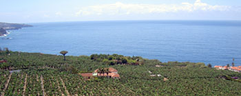 Banana Plantations San Pedro Tenerife