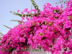 bougainvilleas bougainvilleas