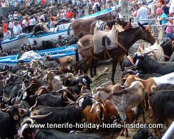 Ocean shore fun with Tenerife goats and horses