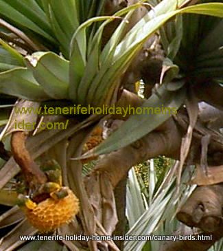 Bird food by seeds of the Pandanus Screw palm in Tenerife