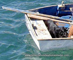 Black cocker spaniel in a boat el Medano Tenerife