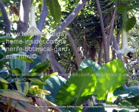 Brugmansias Trumpet flowers