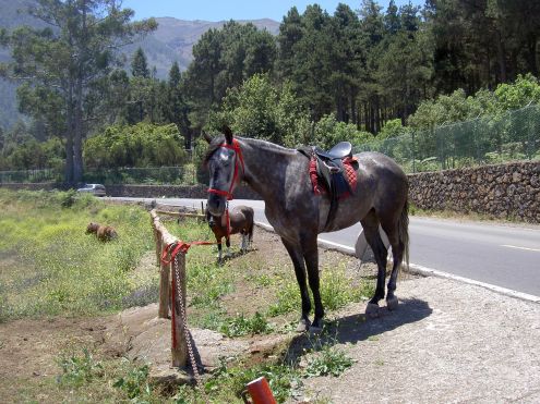 TF-21 road by the Aguamansa restaurant.