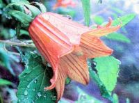 Click photo for the article of the Afonso metal art of a Cabeza de Gallo flower for a Tenerife town.