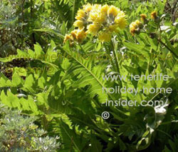 Cardo de Burro Mazca thistle flowering herb