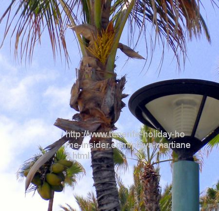 Coconut palm tree on Martianez beach