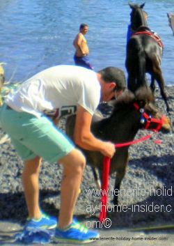 Cute foal before Guanche style bathing