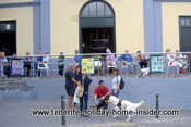 Dog romance by balcony restaurant Cayaya Tenerife
