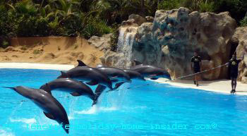 Dolphin stunts over rope at Loro Park