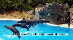 Dolphins in Tenerife Loro park Spain