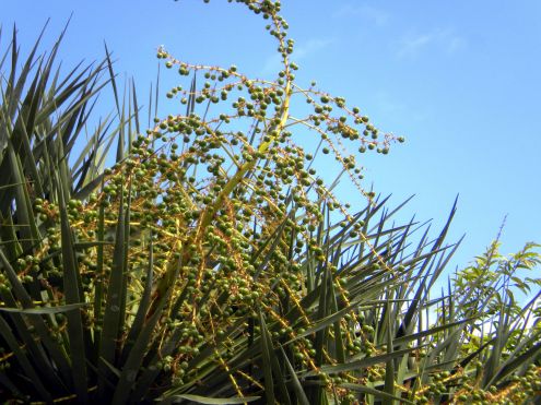 Dragon Tree Dracaena Marginata Drago Milenario And Others