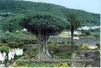 Drago Milenario Icod de los Vinos Tenerife Spain