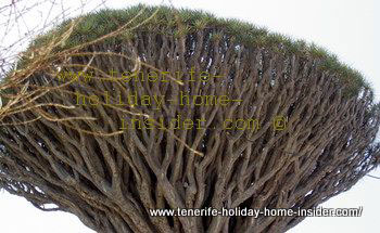 Tenerife Drago with unusual top with phalanx of branches