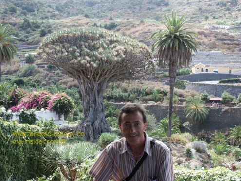 Dragon Tree Dracaena Marginata Drago Milenario And Others