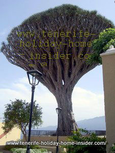 Draco Dracaena Drago tree of Los Realejos with street lamps to judge plant size.