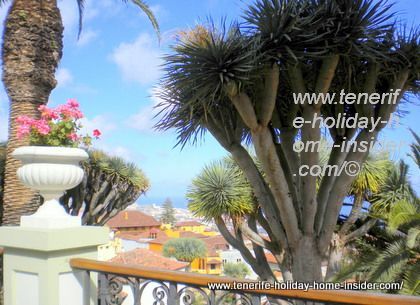 3 Dragon trees by La Orotava bridge