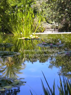 Dragonfly habitat of pond of Jardin Botanico Puerto de la Cruz