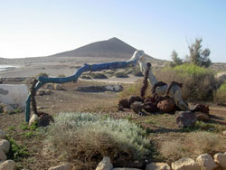 Driftwood landscaping near kitesurfing school