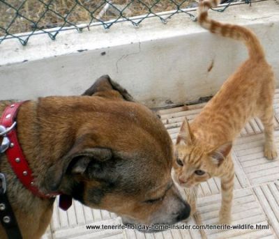 Embarrassed dog Jesse