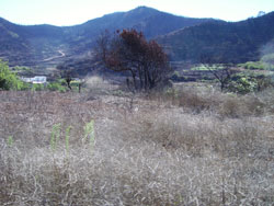 Tenerife landscape transformed by the fire-fairy