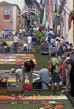 Orotava flower carpets on steep hill