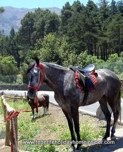 Foal and mare at Aguamansa