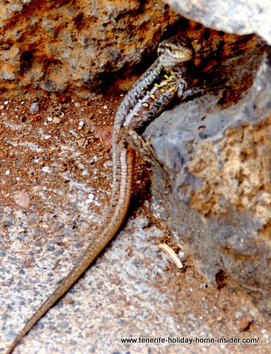 Freckled lizard of Tenerife