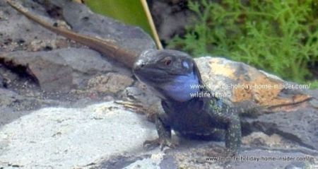 Gallotia Galloti Eisentrauti lizard