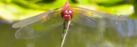 Gliding dragonfly approaches reed