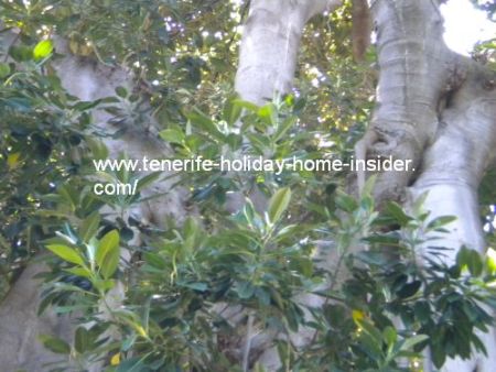 glossy green fig leaves