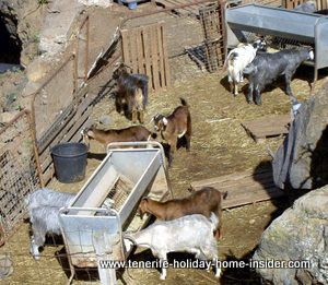 Goat keeping Tenerife Spain Canary Islands