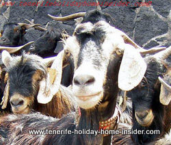 Mountain goat she goat close-up