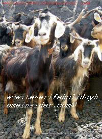 Goat picture mountain goat Tenerife she-goat