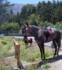 Horse finca country paddock of farm aguamansa