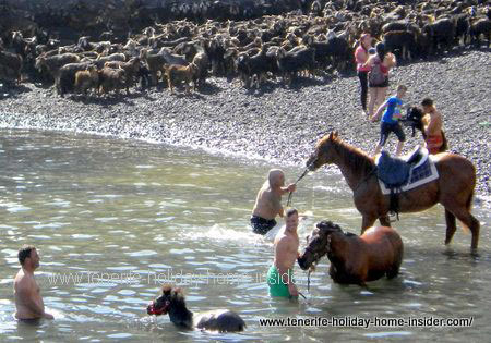 horses in the ocean in tenerife