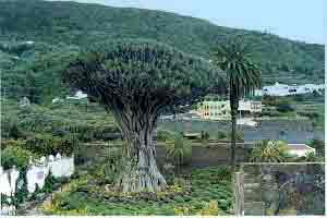 The "1000" year old Draco de Tenerife