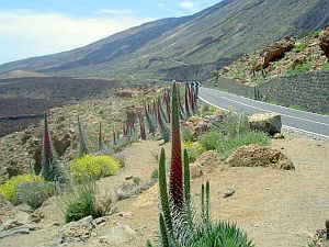 Indigenous plant Tajinaste