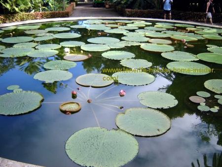 Jardin Botanico de aclimatizacion de la Orotava.