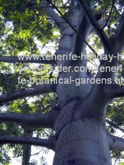 Kapok tree of the Amazon