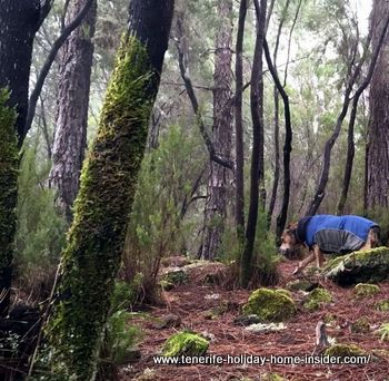 La Caldera by Aguamansa with rain forest like landscapes in winter and early spring.