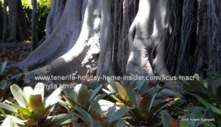 lord howe banyan tree in tenerife